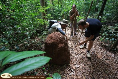 Dschungelwanderung im Khao Sok Nationalpark Dschungelwanderung im Khao Sok Nationalpark