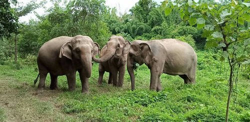 Elephant Haven Kanchanburi