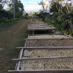 Kaffee zum Trocknen ausgelegt Bolavenplateau Südlaos