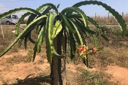 Drachenfruchtbaum mit Frucht Drachenfruchtbaum mit Frucht