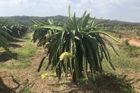 Drachenfruchtbaum mit Blüte Drachenfruchtbaum mit Blüte