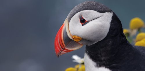 Papageientauche - Island hat die größten Brutkolonien der Vogelart